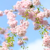 大美和の杜 展望台周辺の桜4