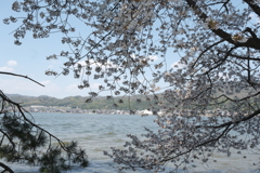 桜と阿蘇海