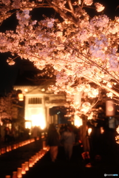 本妙寺桜灯籠１０
