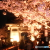 本妙寺桜灯籠１０
