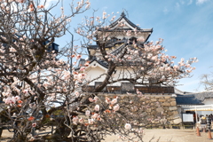 3月後半で梅の花が散りかけた時５