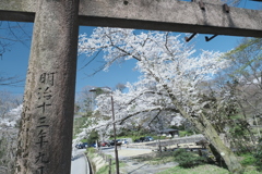 快晴の桜日和、卯辰山公園にて１