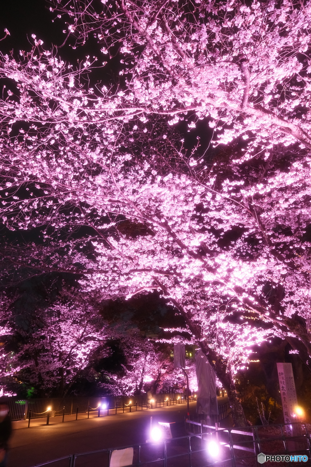 熊本城周辺の夜桜３