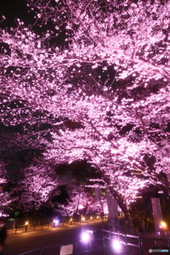 熊本城周辺の夜桜３