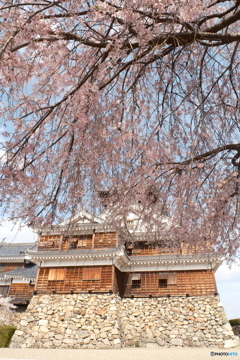 2024福知山城の桜２