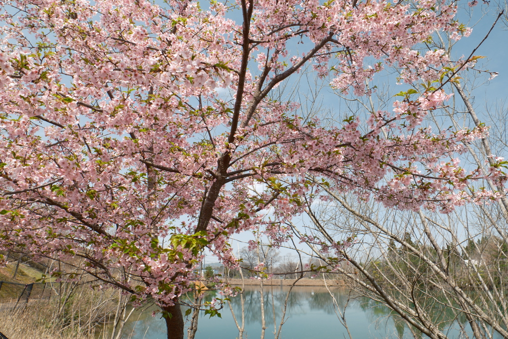 ３月末に見れた桜は河津桜４
