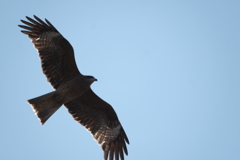 敦賀の空を羽ばたく鳥