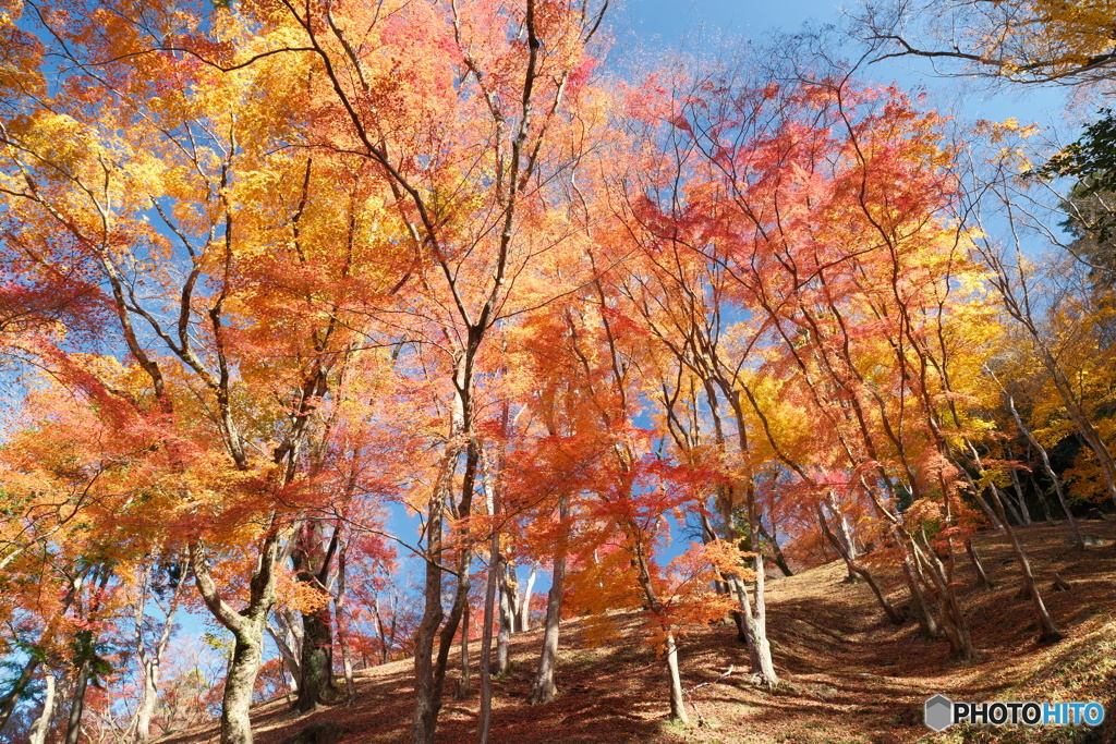 香嵐渓の紅葉９