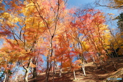 香嵐渓の紅葉９