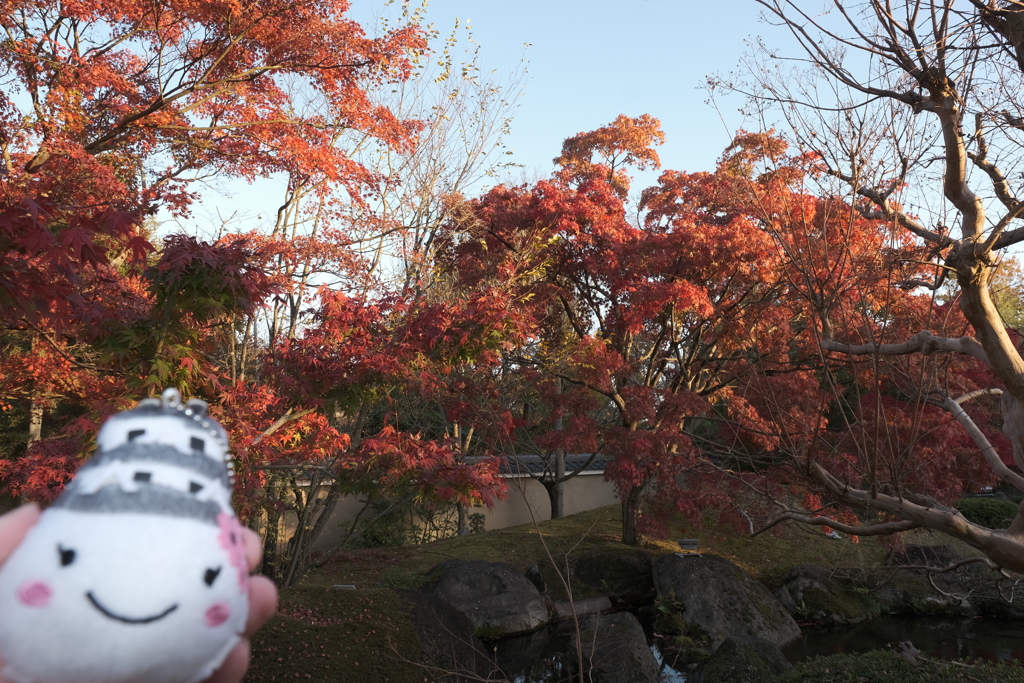 仕事は休業中、紅葉は播州、好古園にて８