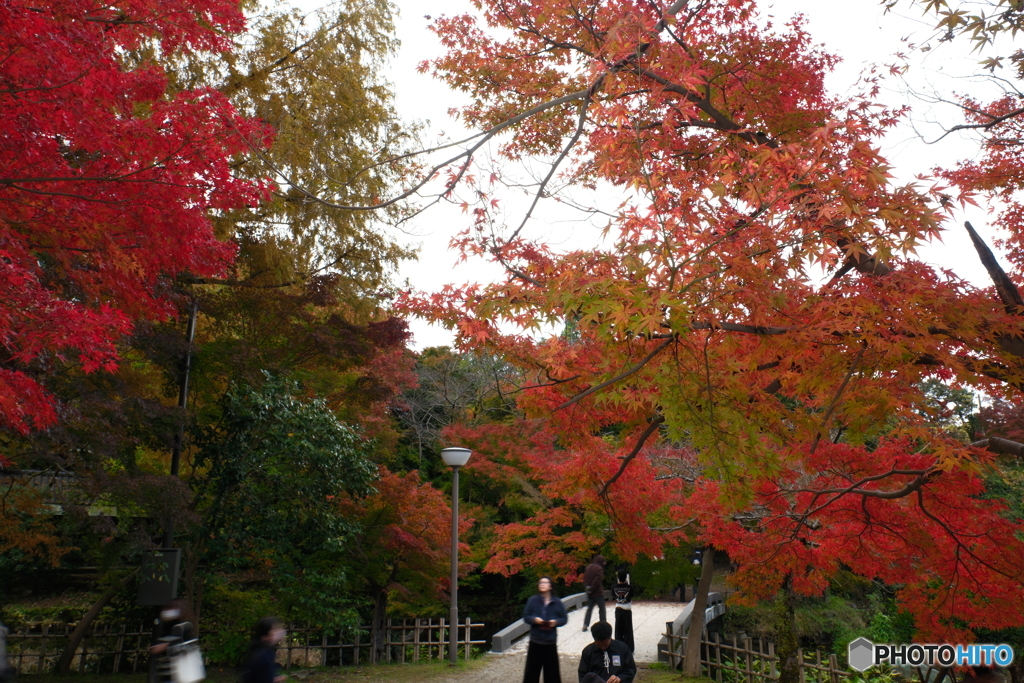 2024-11高岡古城公園の紅葉4