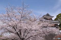 熊本城周辺の桜３