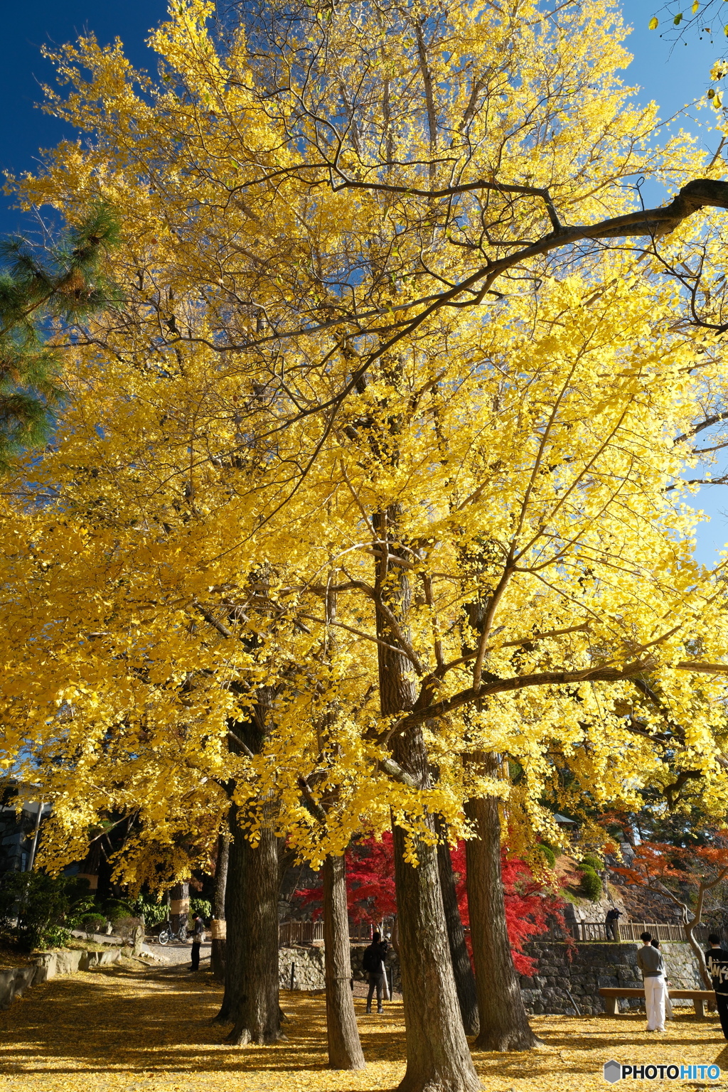 岡崎城公園の紅葉９