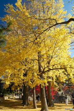 岡崎城公園の紅葉９