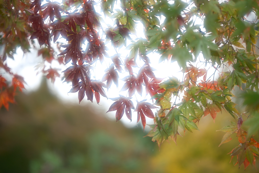 早いようで見頃の紅葉は既に飛ばされたような跡３