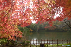 2024-11高岡古城公園の紅葉8