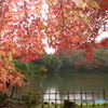2024-11高岡古城公園の紅葉8