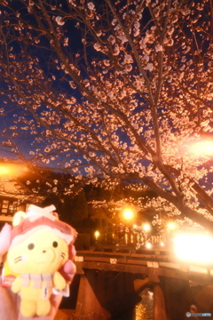 玉湯川堤の夜桜４