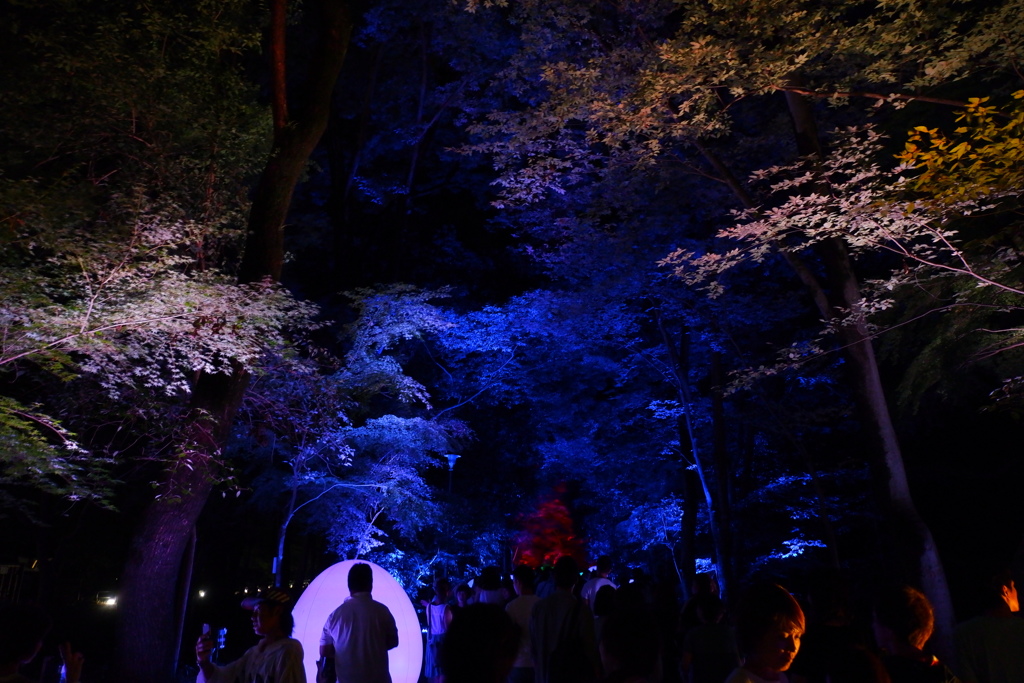 下鴨神社 糺の森の光の祭２