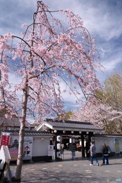 熊本城周辺の桜７