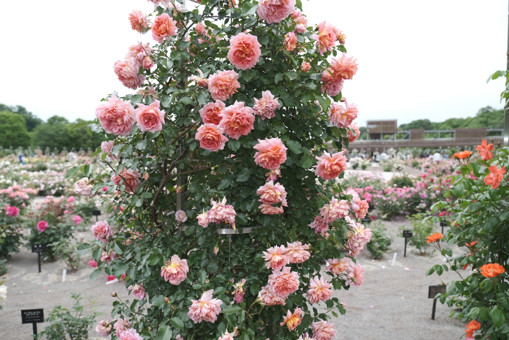 広大な薔薇園、ぎふワールドローズガーデン８