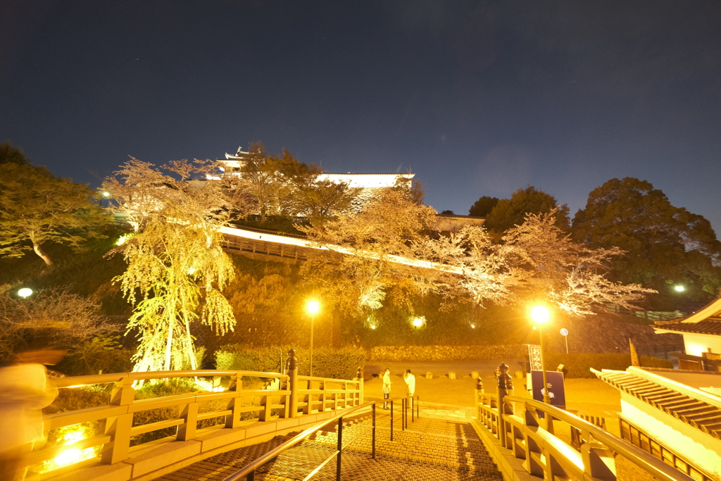 いがいと！夜桜１