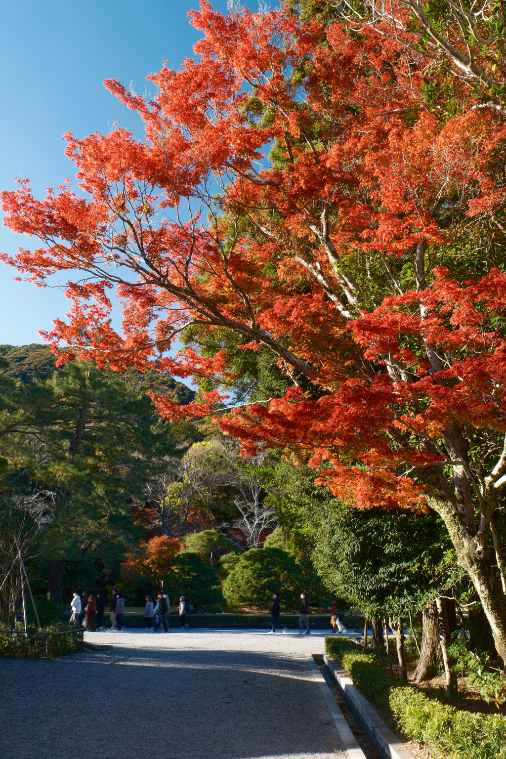 11月下旬にてやっと見頃の紅葉を見れた時１１