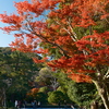 11月下旬にてやっと見頃の紅葉を見れた時１１