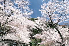 晴れた日に見れた見頃の桜、長谷寺にて６
