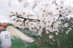 今年の桜は見頃のタイミングに難攻した挙句散り始め、綾部にて１７