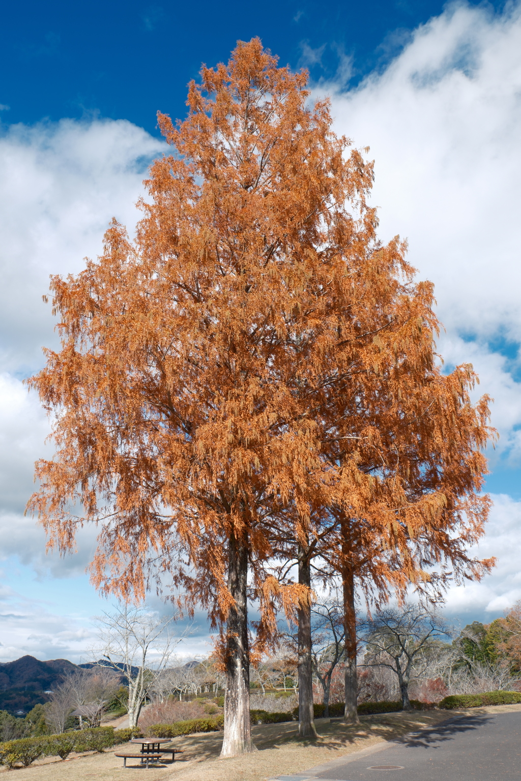 12月の紅葉１０