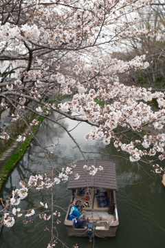 3月末急開花した桜４