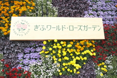 広大な薔薇園、ぎふワールドローズガーデン１