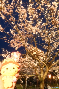 松江城の夜桜５