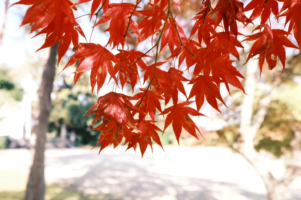 11/15にして今年の日中最後の紅葉巡り３