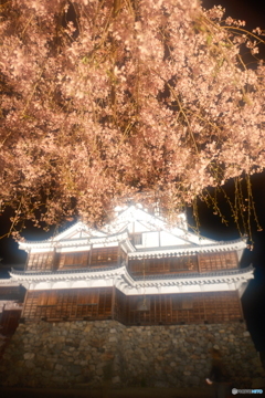 2024福知山城の夜桜４