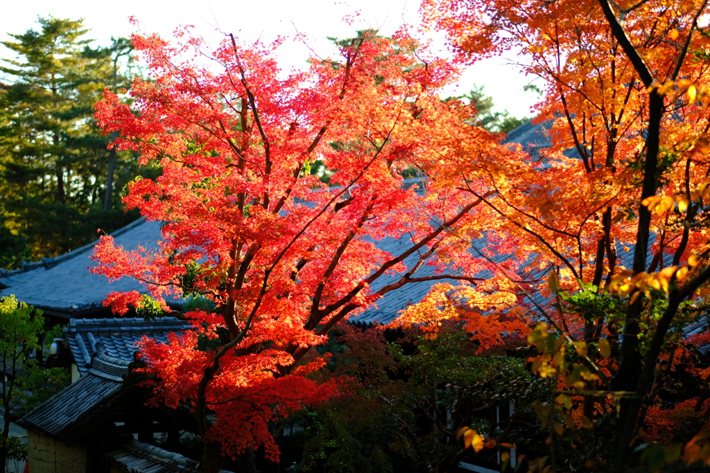 唐招提寺の紅葉２