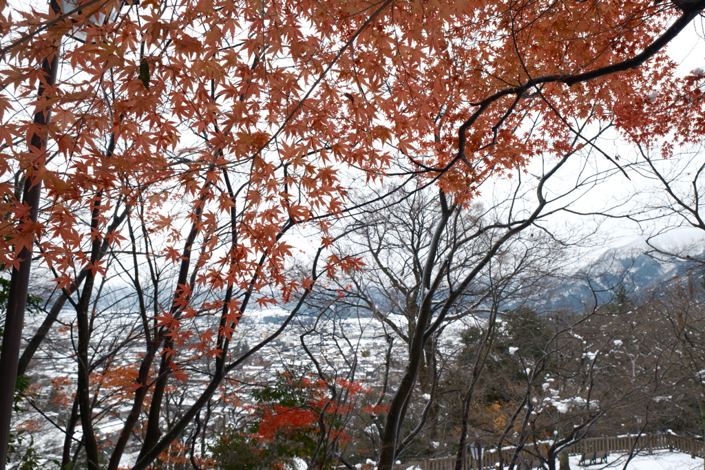 豪雪地帯のなごり紅葉８