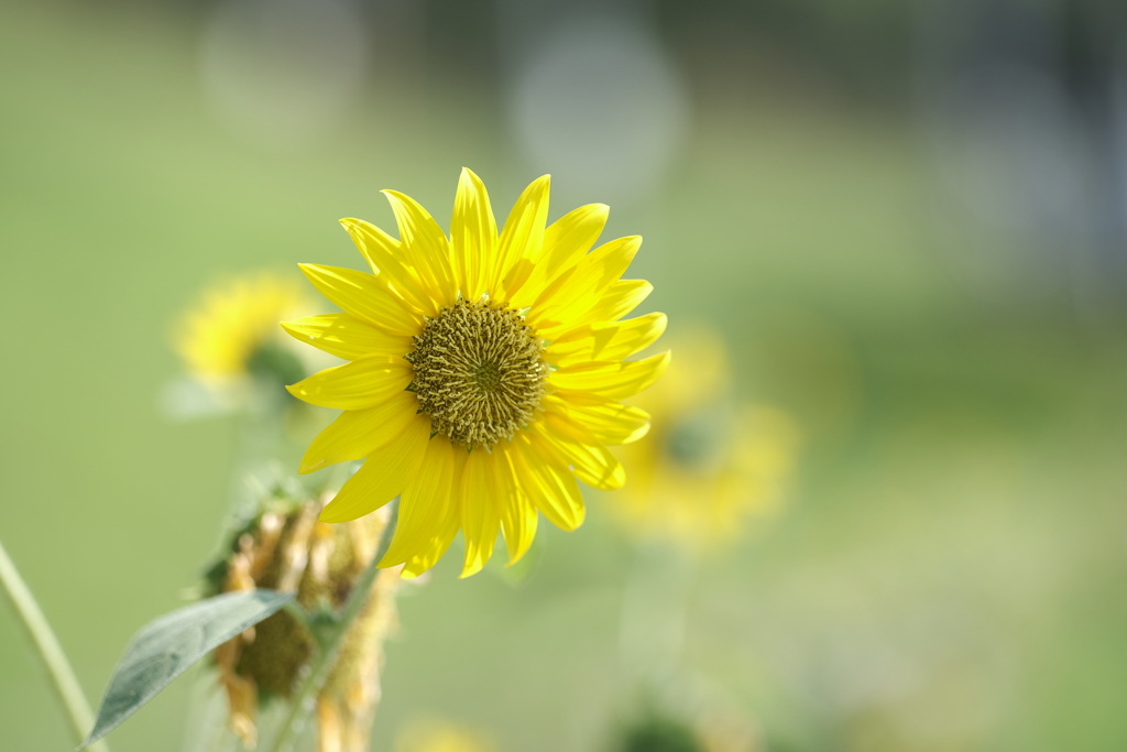 萎れる花の中から残す笑顔