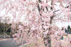 今年の桜は見頃のタイミングに難攻した挙句散り始め、綾部にて９