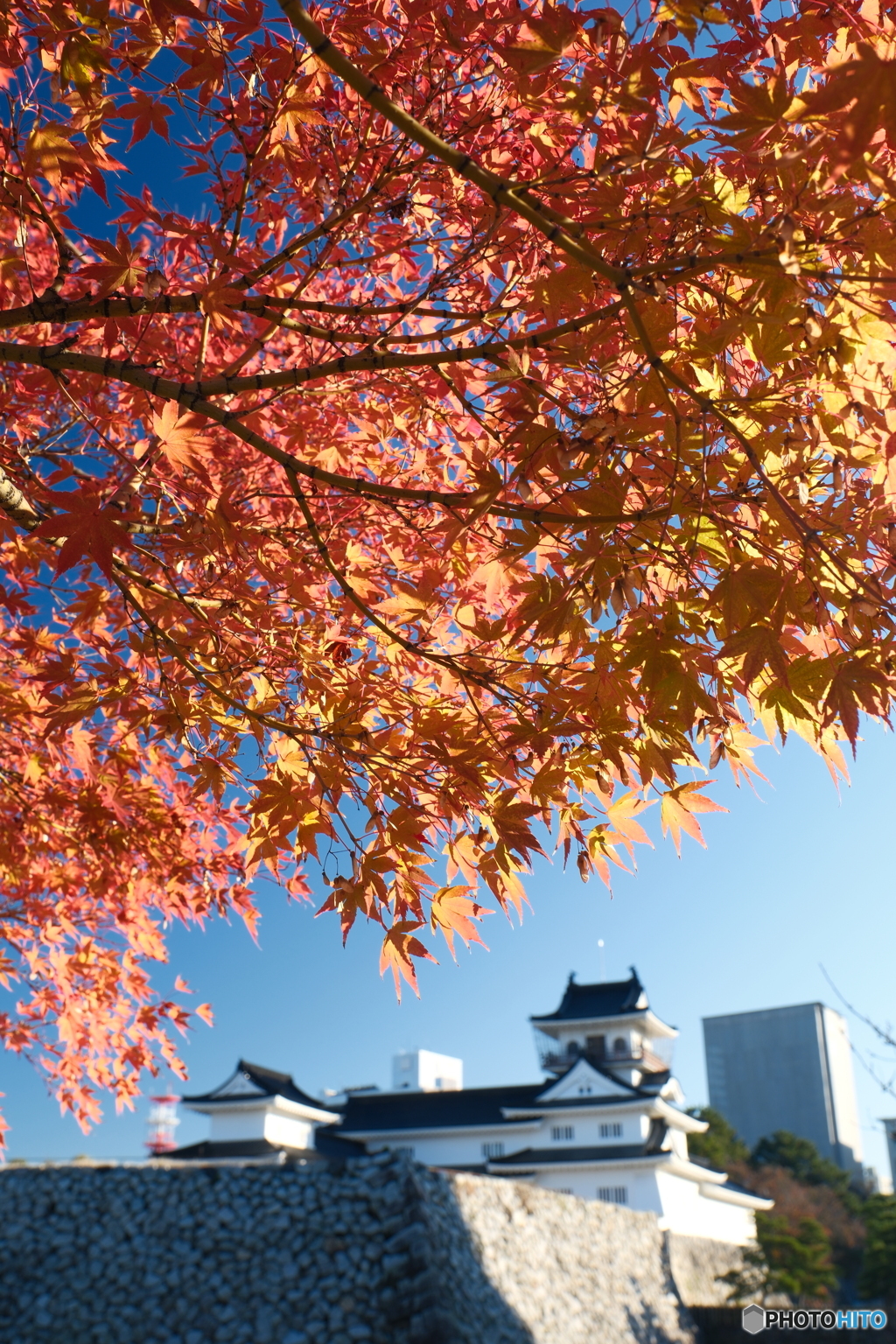 富山城の紅葉2024-2