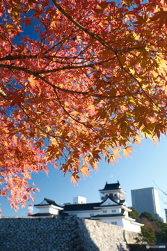 富山城の紅葉2024-2