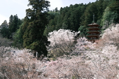 晴れた日に見れた見頃の桜、長谷寺にて３