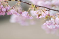 水滴が残る花びら５