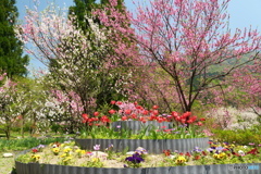 桜が終わっても見れた花見６