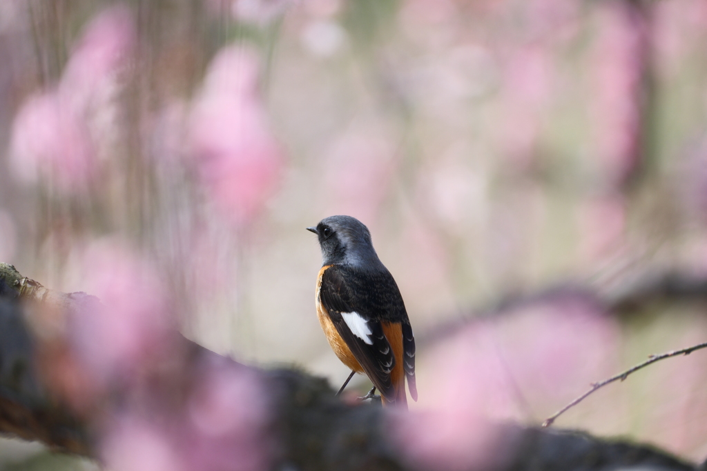 今年やっと見れた梅の花２０