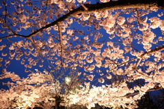 桜は満開、花見客は満杯な姫路城の夜桜２
