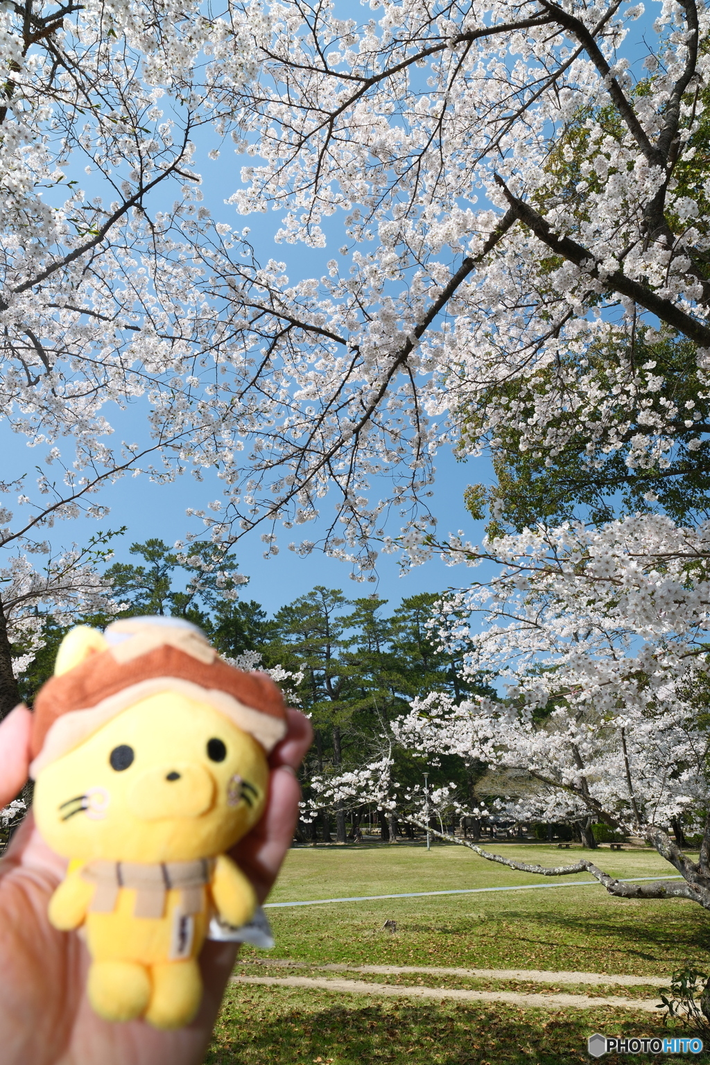 良縁は快晴の桜巡りにあり９