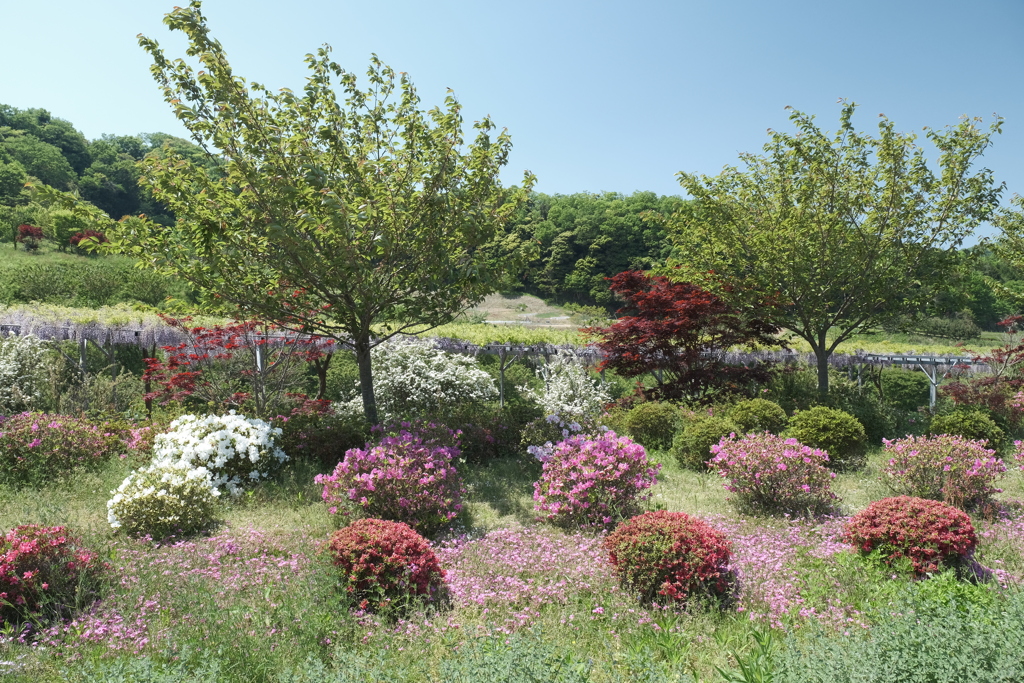 京丹後に花の郷１６