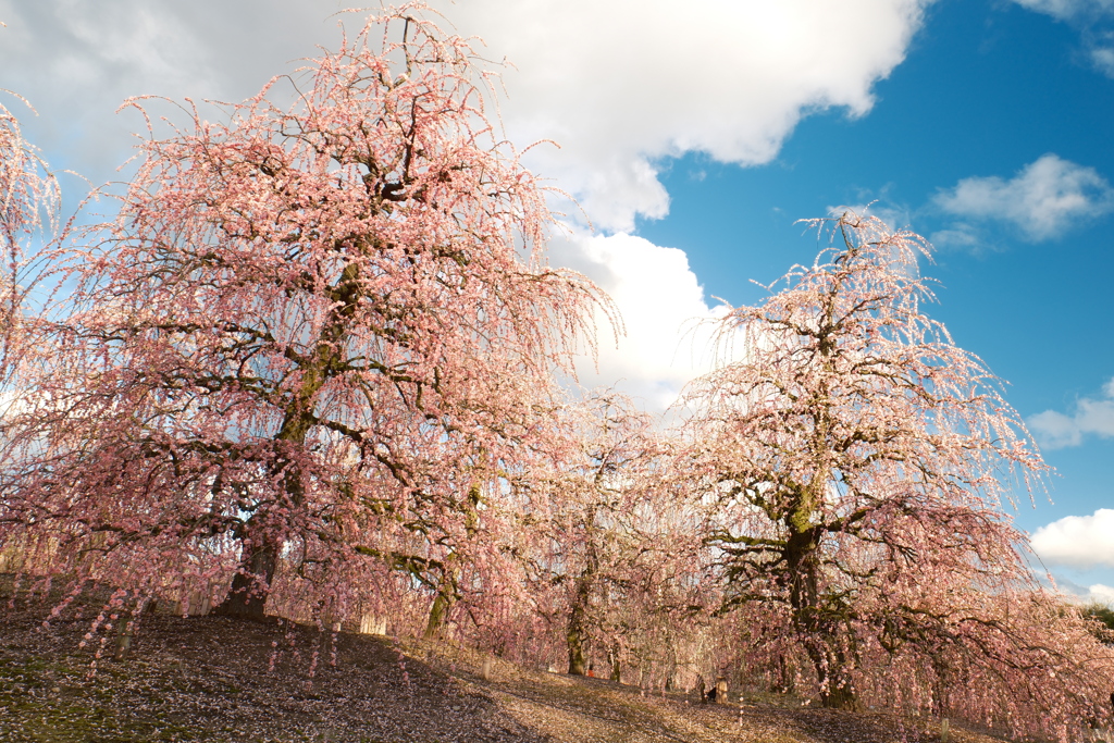 今年の3月は少し寒かった時６